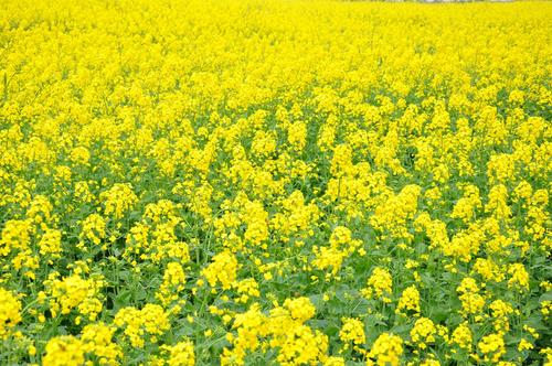 童瑶吃鲱鱼罐头,乡村美食童谣完整版