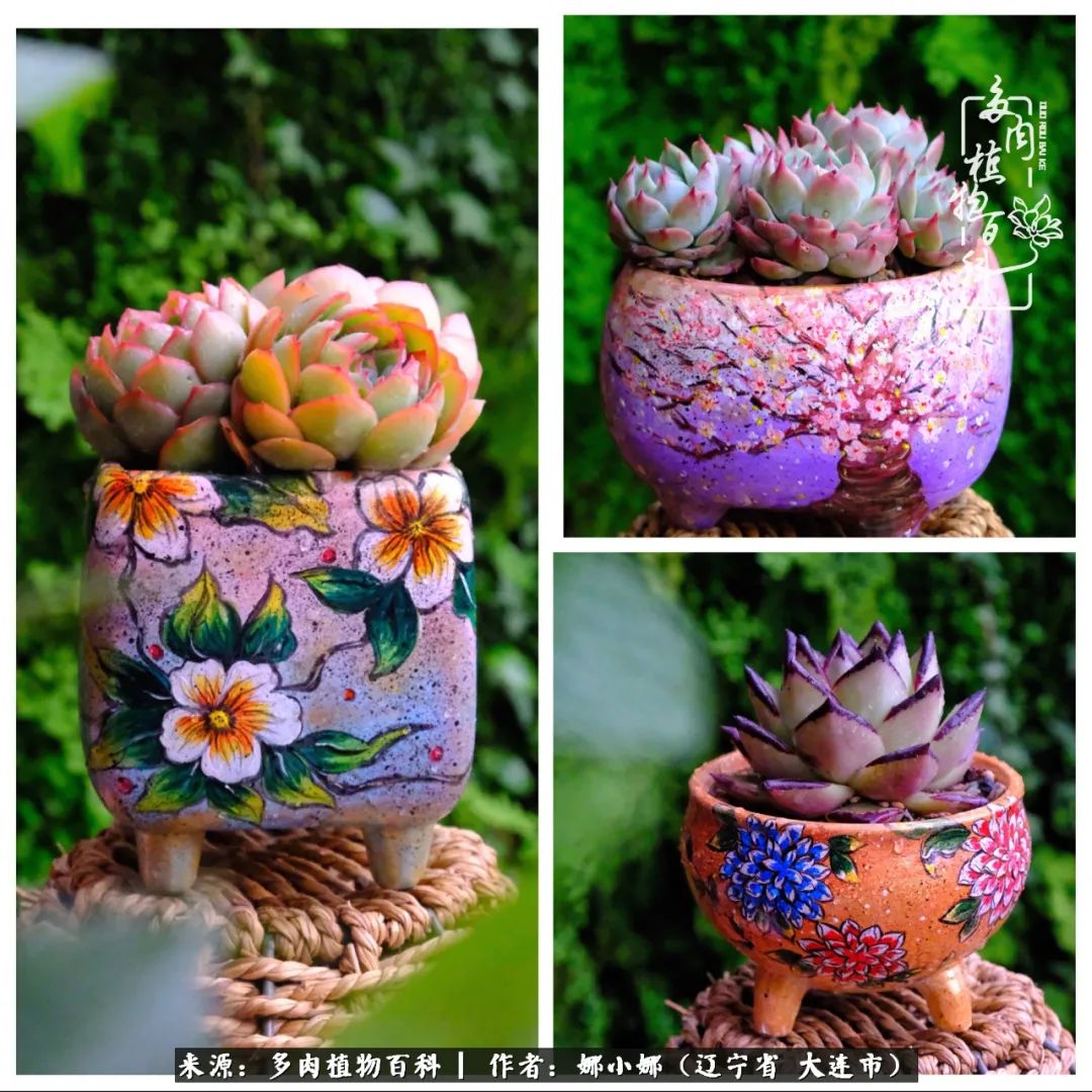 你是盆我是花，你护我周全，我为你绽放