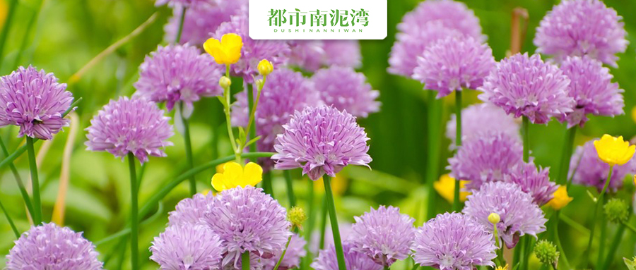 黑腐不用怕，这三种便宜药轻松全解决