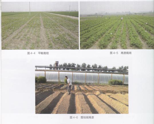 高产的高架草莓无土栽培技术,有机草莓的大棚种植与管理技术