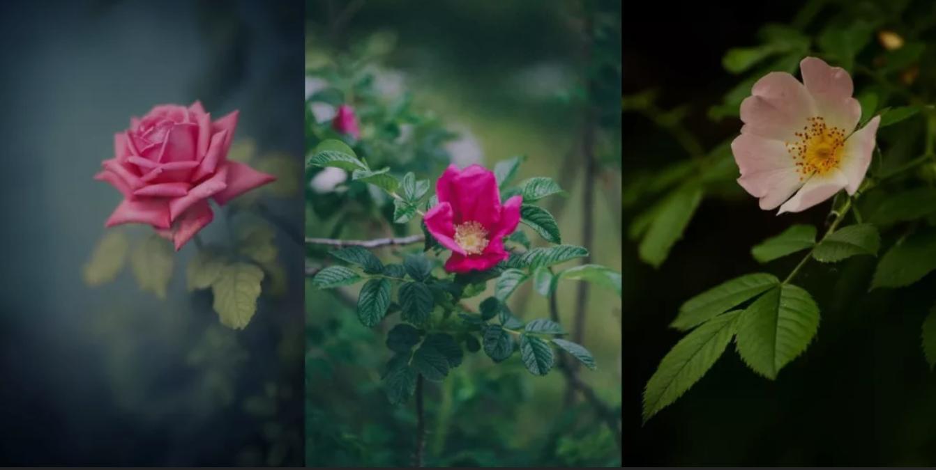 月季玫瑰蔷薇芍药牡丹的区别,玫瑰是月季和蔷薇的杂交