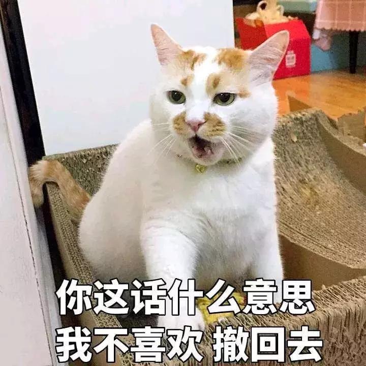 新手养猫适合养什么猫便宜,没钱养猫真的不能养吗