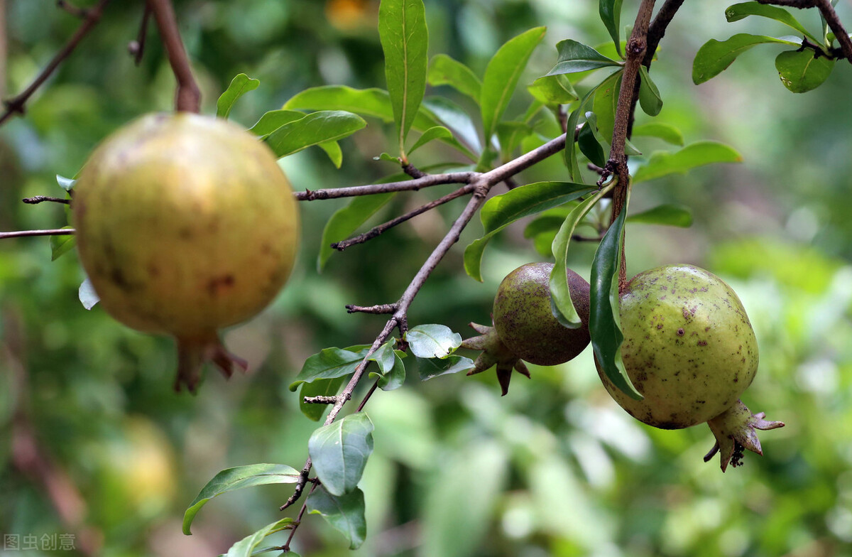 庭院种石榴风水好吗,庭院种石榴树的意义