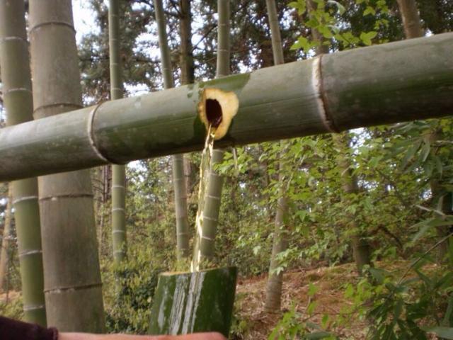 曾经很火的白酒,竹子灌酒竹子还能活吗