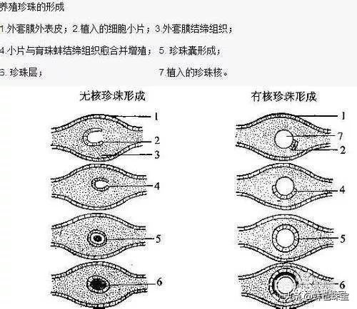 珍珠是什么物质组成的,珍珠是什么做的