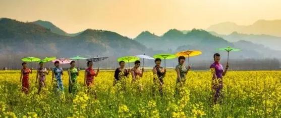 春暖花开的季节我和你如期相约,醉美开化油菜花