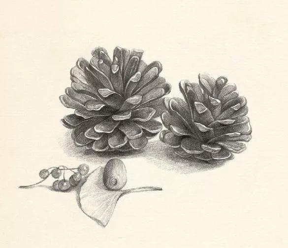 家庭精油推荐,家庭常备十种精油