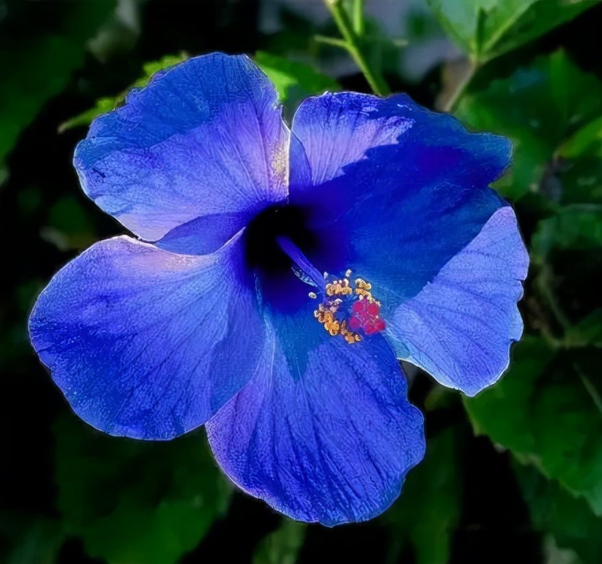 十种蓝色花,常见的六种蓝色花