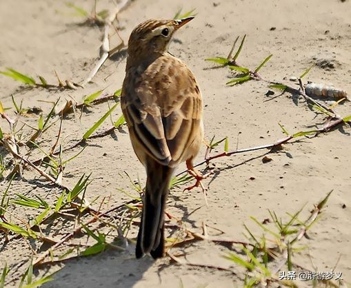 常见但是说不出名字的动物,六种不常见的鸟