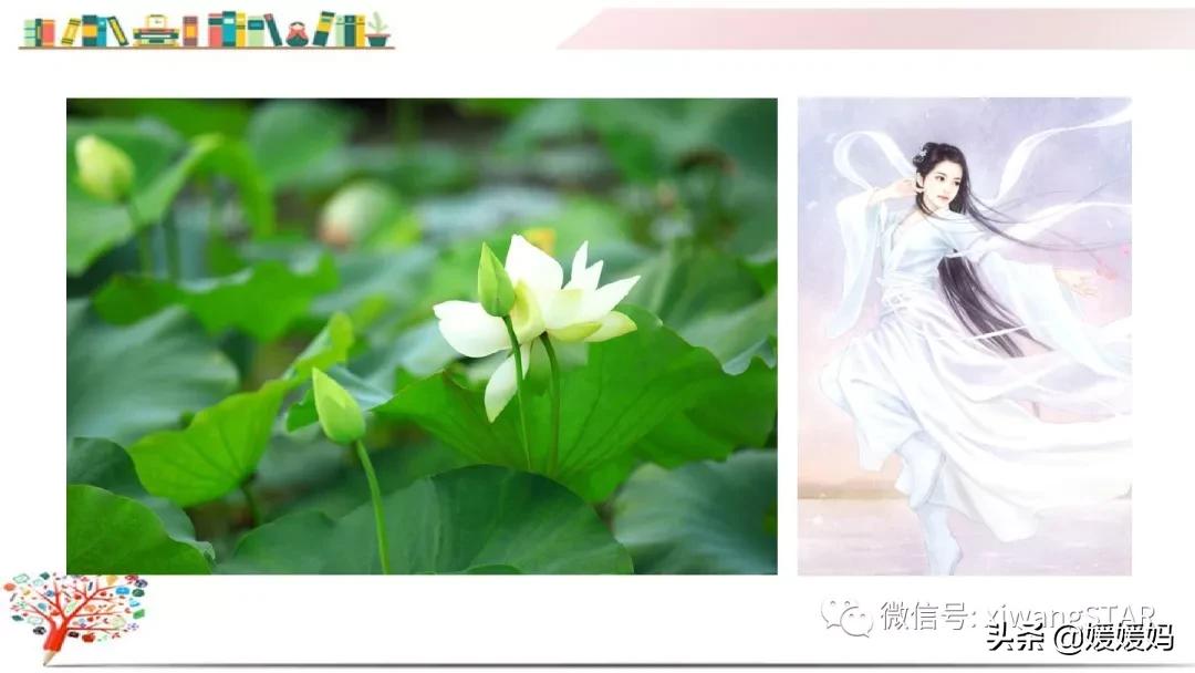 三年级下册荷花ppt课件部编版,三年级下册语文第三课荷花小练笔