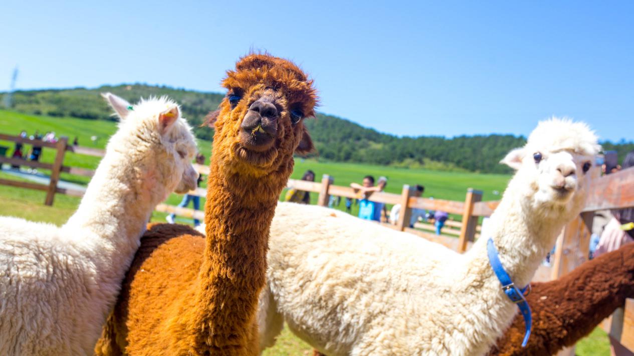 大连春节亲子游推荐,大连亲子游民宿推荐