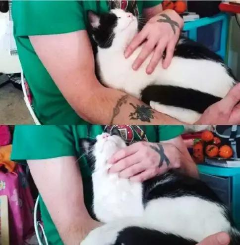 养猫党的十件事,新手养猫必须做的十件事