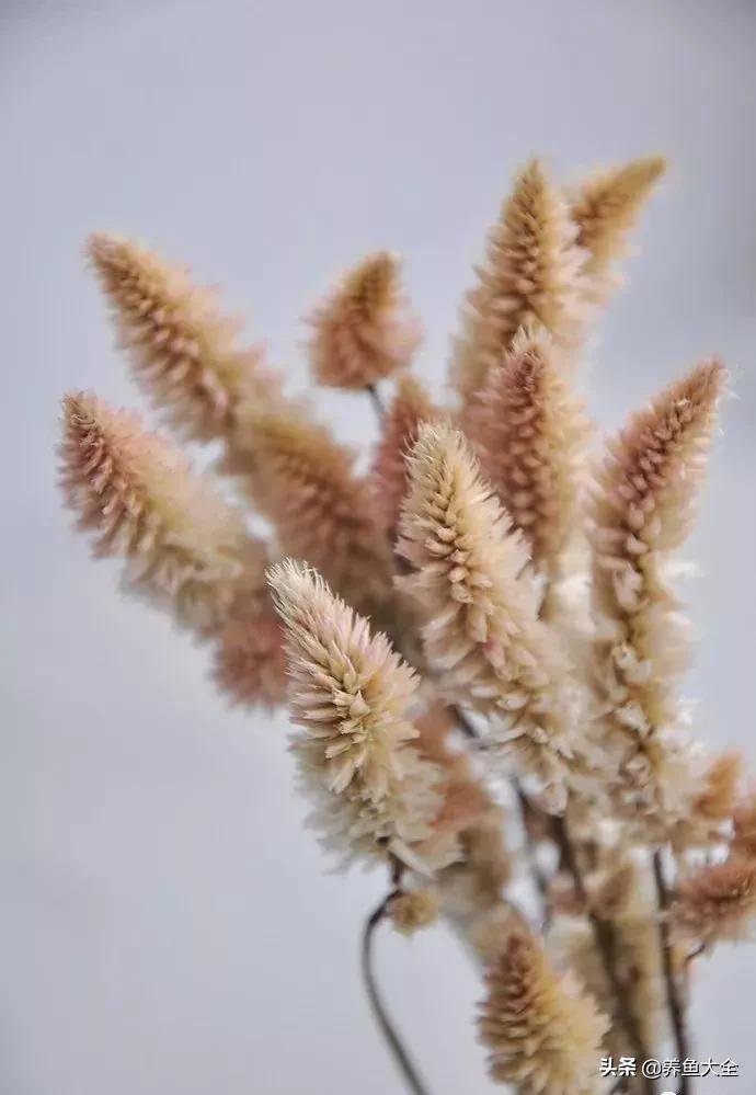 8种能做干花的鲜花，男朋友送的花就这么做