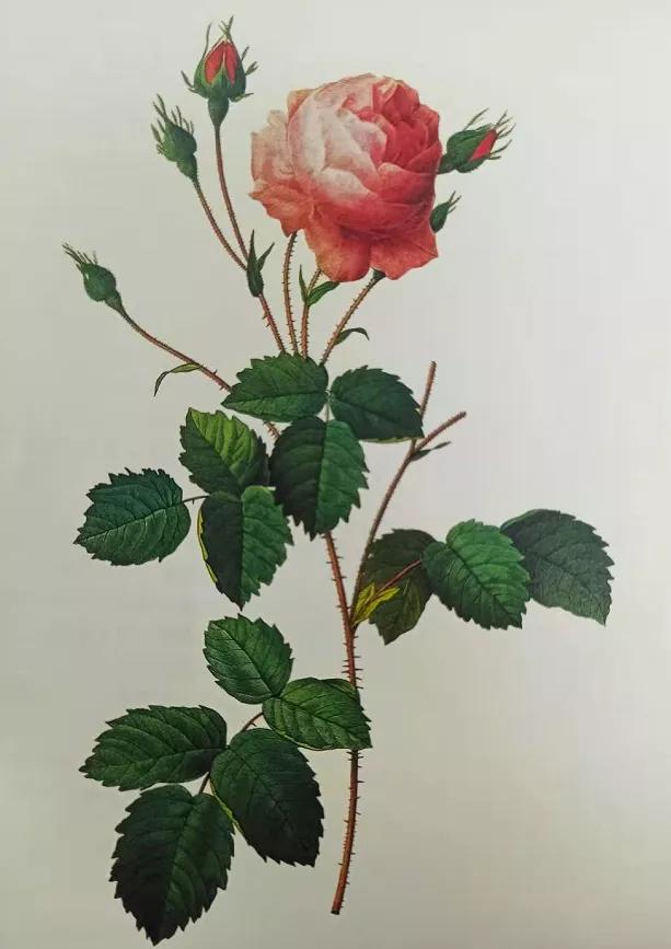 四朵粉红色的玫瑰花的花语,香槟色玫瑰花的花语和寓意