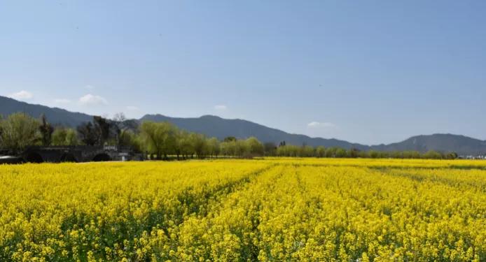 黄山踏青油菜花图片,黄山油菜花景观进入最佳观赏期