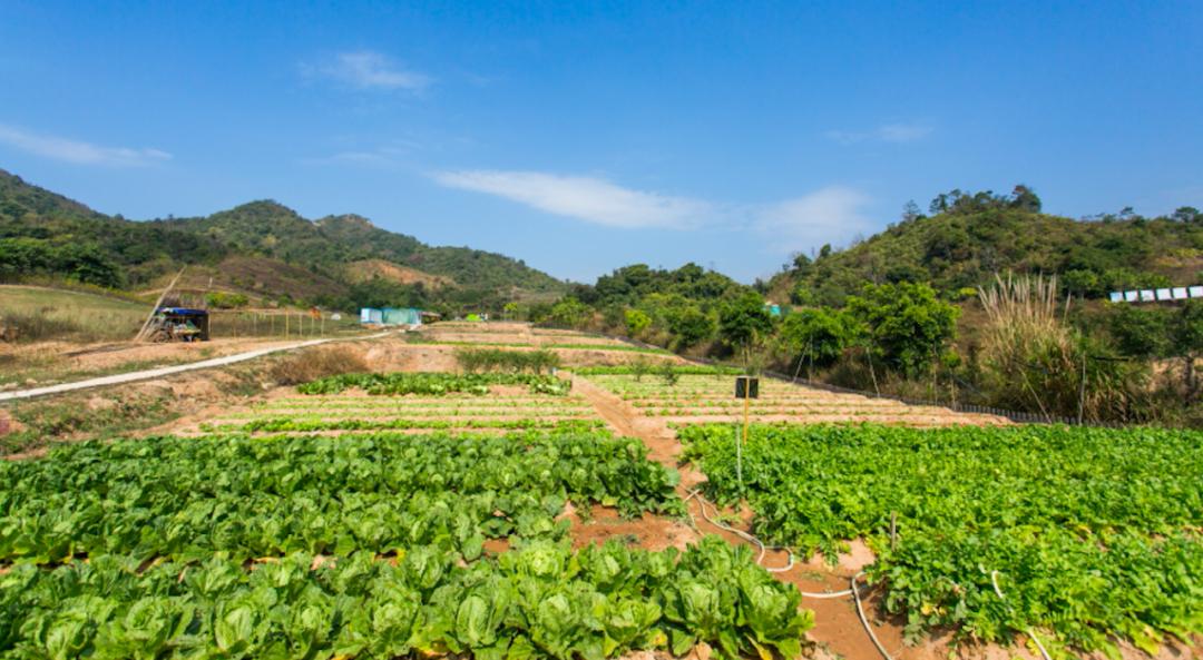 占地9200亩,光配套就7700亩!深圳东这个超级神盘,才配叫生活