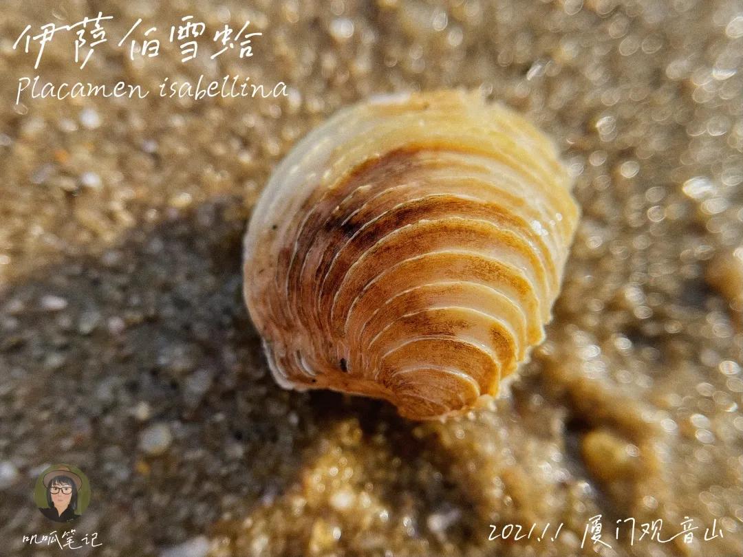 鼓浪屿赶海抓虫,鼓浪屿赶海佛手螺