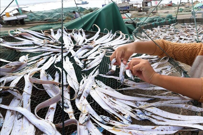 带鱼哪个地方最好吃,带鱼是哪个地方的带鱼最好吃