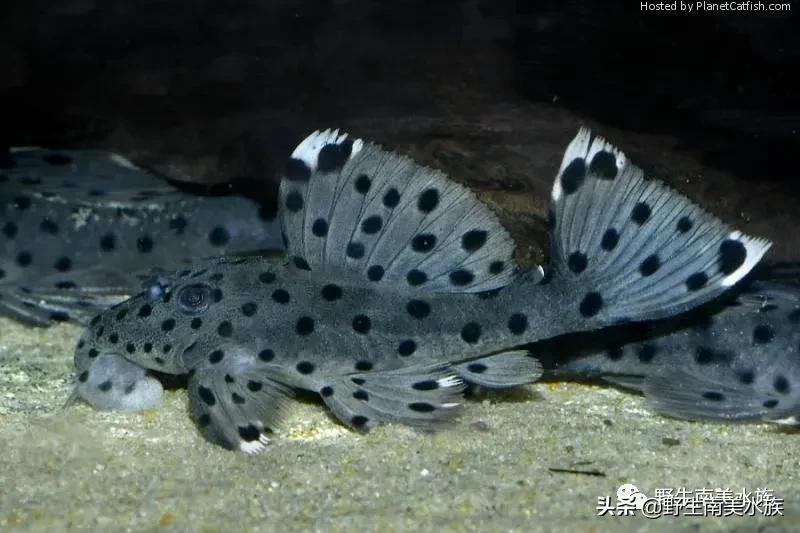 每天认识一种鱼的图片,老鼠斑异型鱼野生和人工区别