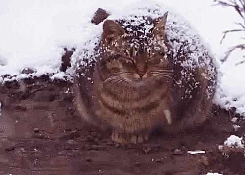 猫咪爪子被烫了怎么办,猫咪爪子被割伤怎么处理