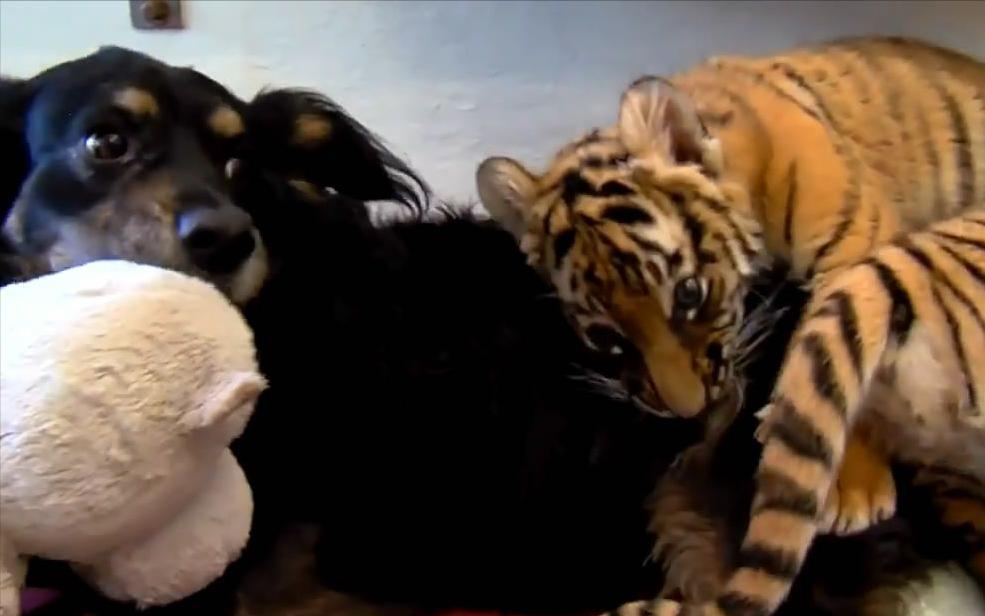 狗有老虎的基因吗,狗妈带大的老虎基因会改变吗