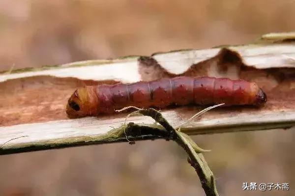 柑橘大实蝇和柑橘小实蝇常规虫害,柑橘虫害高清图谱及防治方法