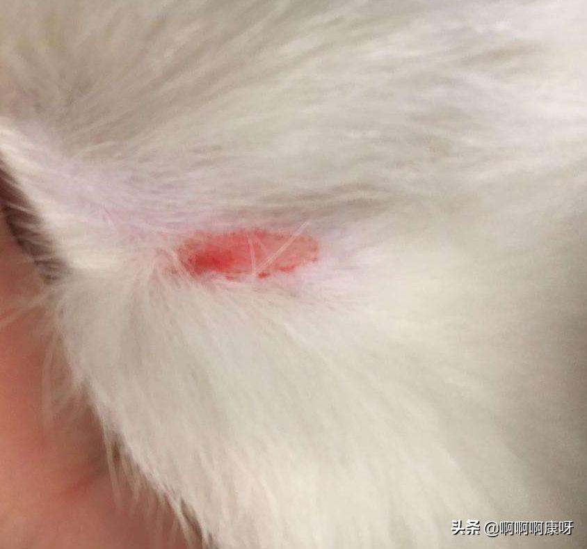 如何判断自己得了猫癣,如何判断猫得了猫癣