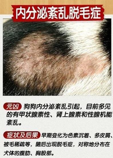 狗狗十种皮肤病,狗狗得了皮肤病看兽医
