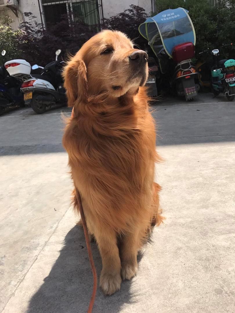 金毛简单自制狗粮怎么做,大金毛狗吃的狗粮怎么选