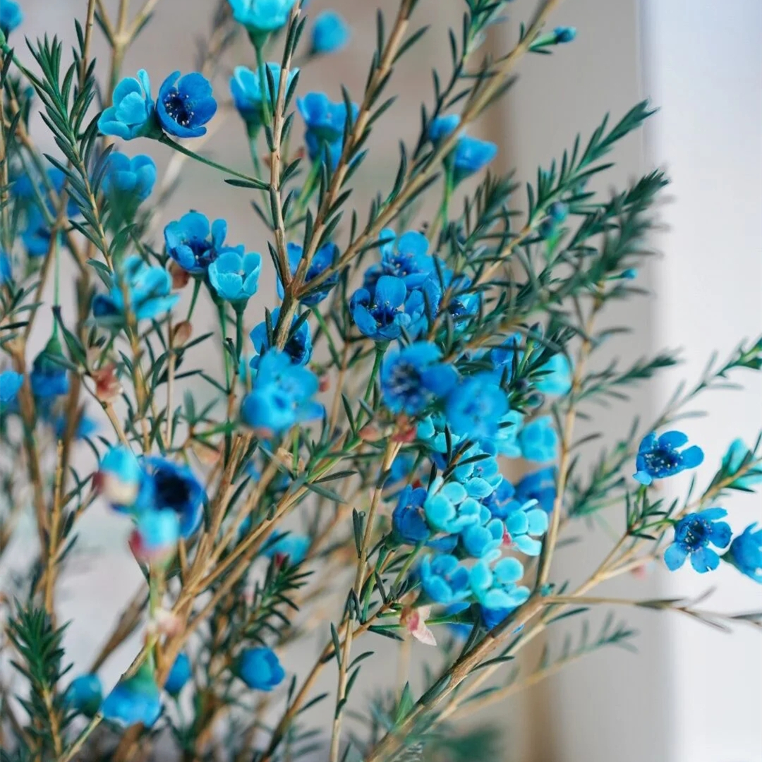 野冬青花材,畅销花卉绿植排行榜前十名