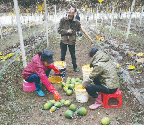哪里盛产金丝黄菊,金丝皇菊适合哪些地区种植