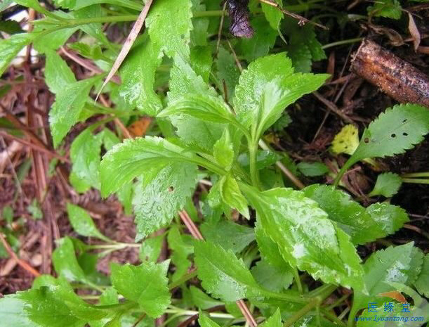 中药材败酱草图片大全,中药材败酱草的形状特征