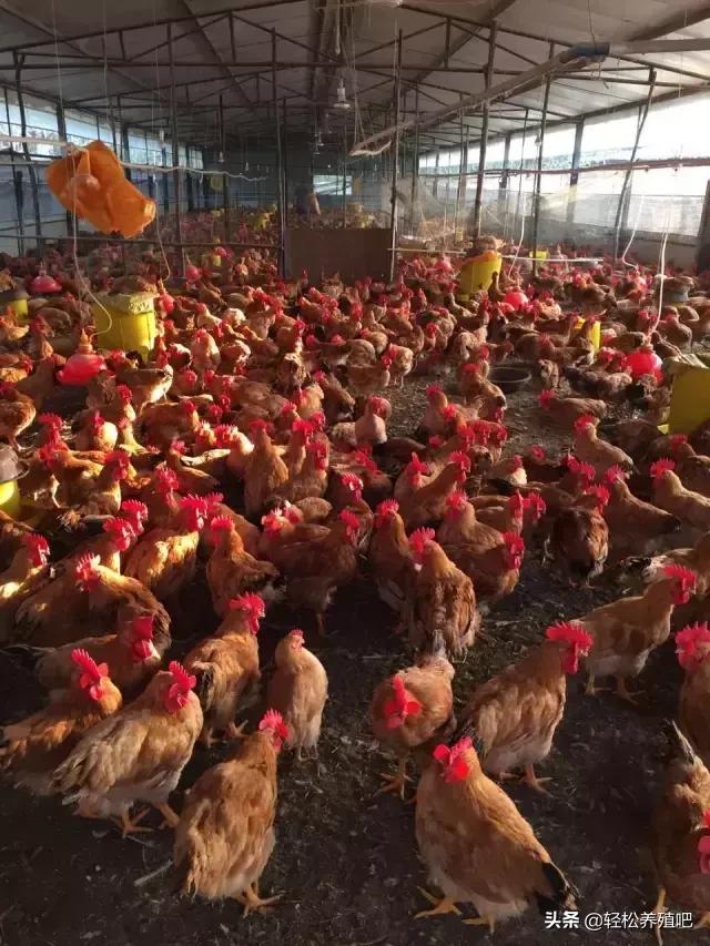 鸡眼睛肿，脸肿是什么病？如何治疗