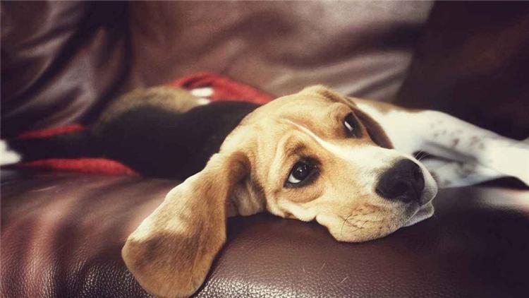 不能给狗吃的六种水果,不适合狗狗吃的菜