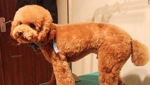 有人说泰迪是最烦人的狗狗,养泰迪犬的十大坏处