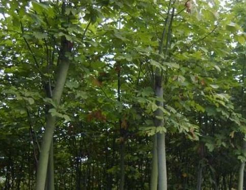 迂翁胸中有洁癖——从《云林洗桐图》中探索倪云林的品格