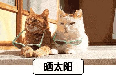 猫得了猫癣怎么办,猫得猫癣可以每天吃一颗蛋黄吗