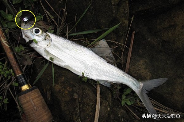 野外钓翘嘴怎么钓最好,钓翘嘴用什么方法最好钓