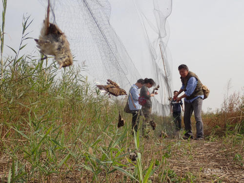 家养的鸟放生还能继续活下去吗,笼养鹦鹉放生能存活吗