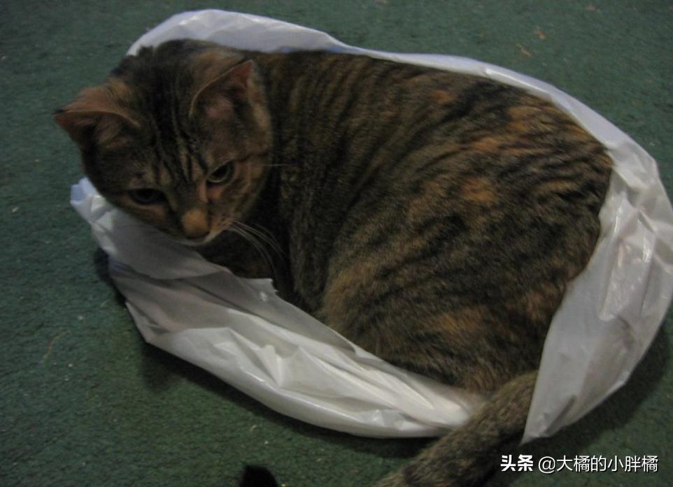 猫咪喜欢玩袋子该如何救,猫咪喜欢玩纸箱跟塑料袋