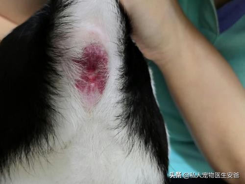 安爸告诉您如何保护狗狗的牙齿,安爸教你为什么狗狗身上会有黑斑