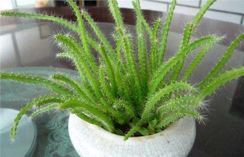 火龙果烂根处理后栽多深视频,怎样防治火龙果烂根