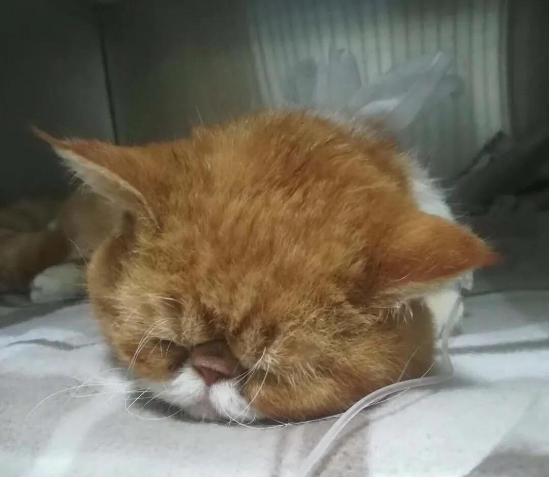 “我居然从猫屁股拽出了一根针！太可怕了！”