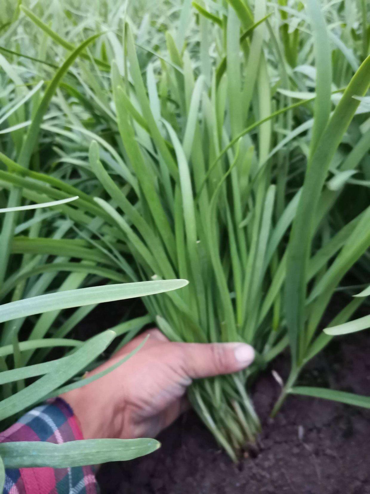 养花种菜都要阳光充足,用懒人花盆养花还需要土壤浇水吗