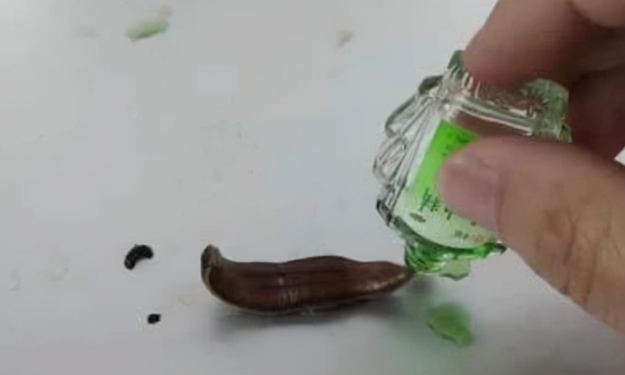 水蛭被人吃进肚子里它能活多久,水蛭被吃到肚子里能活吗