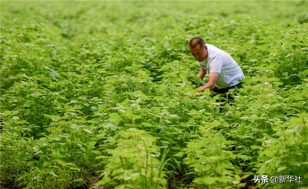 小康不是梦——鄂伦春人的千年跨越