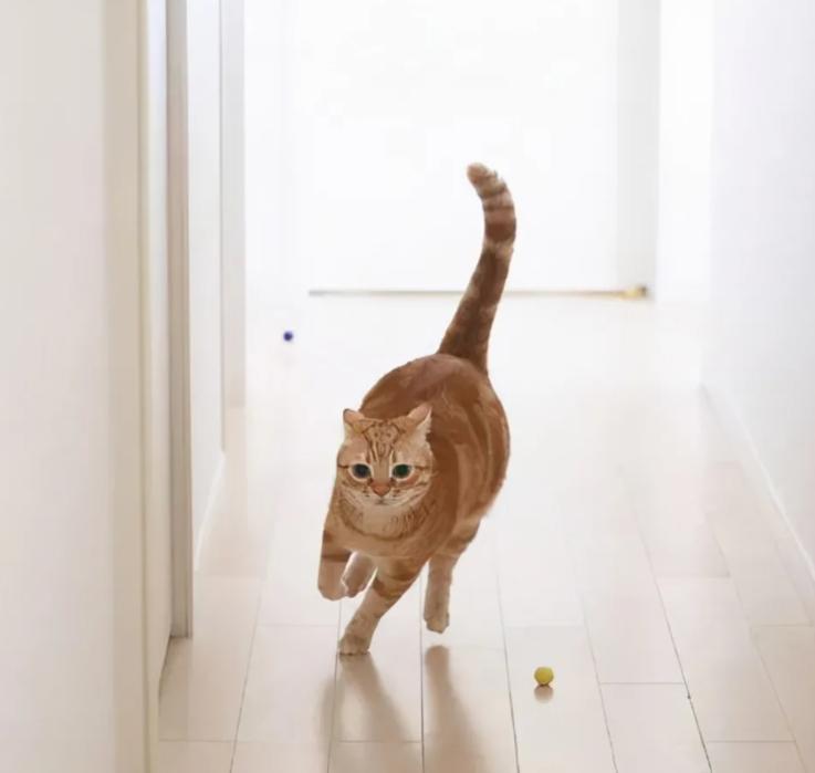 怎么判断小猫咪骨折,小猫咪脊椎受伤最佳恢复方法