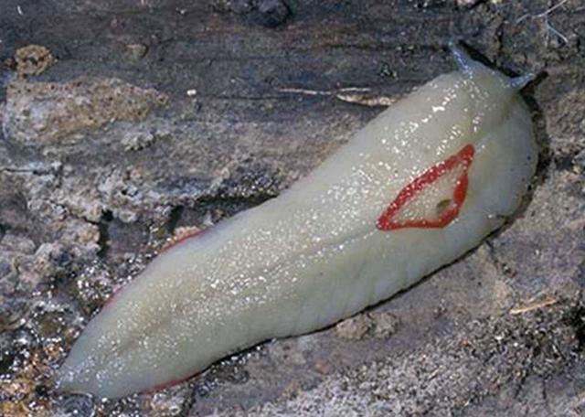 堪比国宝存在的蛞蝓，一种只剩60只，另一种可以改善土壤