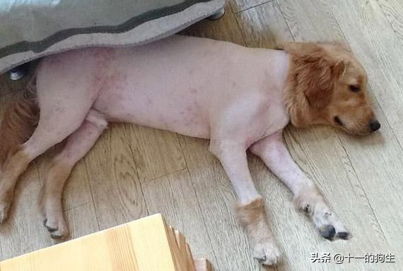 狗狗身上的跳蚤怎么去除最快方法,狗跳蚤怎么防