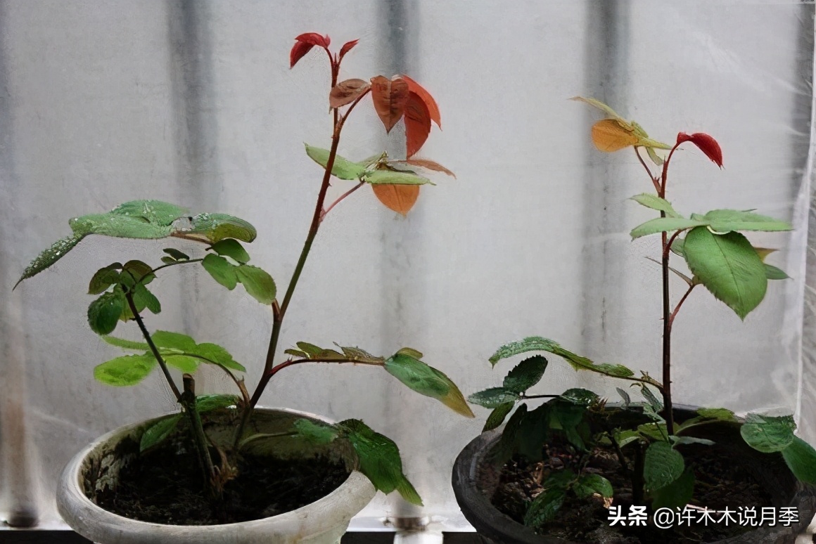 月季长得细开花少怎么办,月季叶子稀疏怎么办